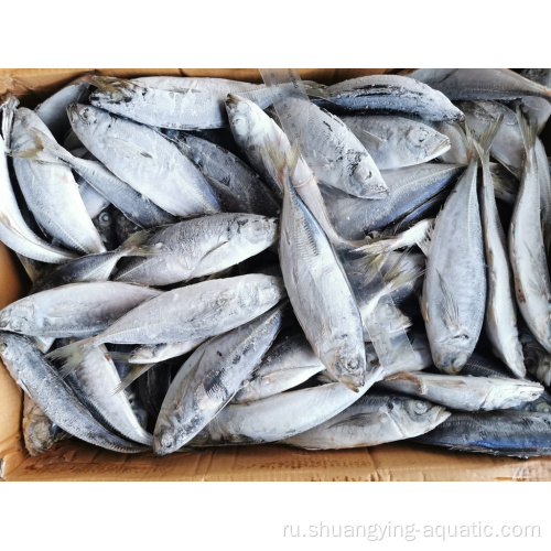 Фабрика прямая замороженная рыбацкая цена рыб